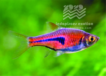 Rasbora Heteromorpha Espei